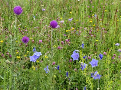 meadow-176006 1920 Hans Magerwiese CC.jpg