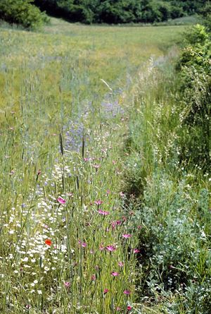 AK 03862 Agrostemma githago am Rand eines Gerstenackers b2.jpg