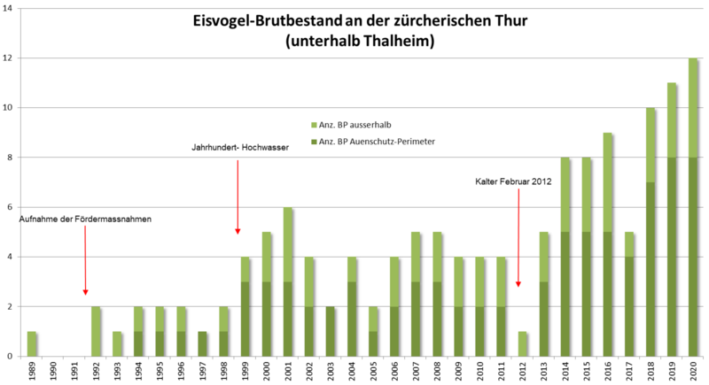 Datei:2020 Griesser Grafik Eisvogel Thur.png