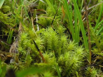 AB Breutelia chrysocoma-001 b.jpg