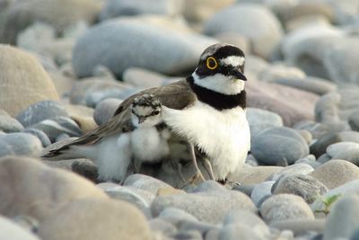 SBartholdi Flussregenpfeifer 640x480.jpg