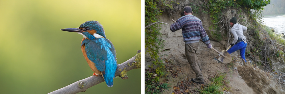 Eisvogel WandabstechenThur.png