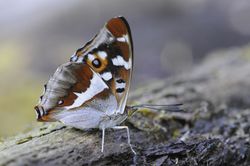 08 AR Apatura iris Wald.jpg