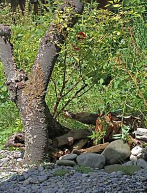 CDG 5398-12Totholzecke.jpeg