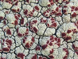 JCM ophioparma ventosa b2.jpg