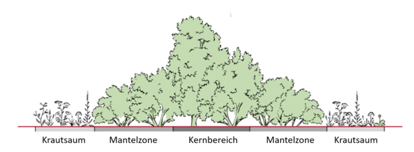 Hecke Aufbau WLang2 D.png