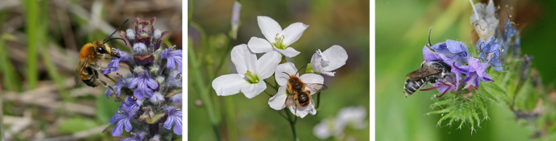 CDG Wildbienen Nahrungspflanzen Siedlungsraum.png