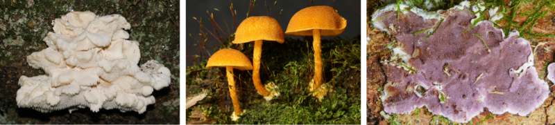 Waldpilze dicke Totholzstaemme SB.png