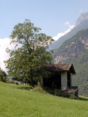 CS Nussbaeume kulturland.jpg