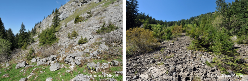 reptilien galerie 6.png