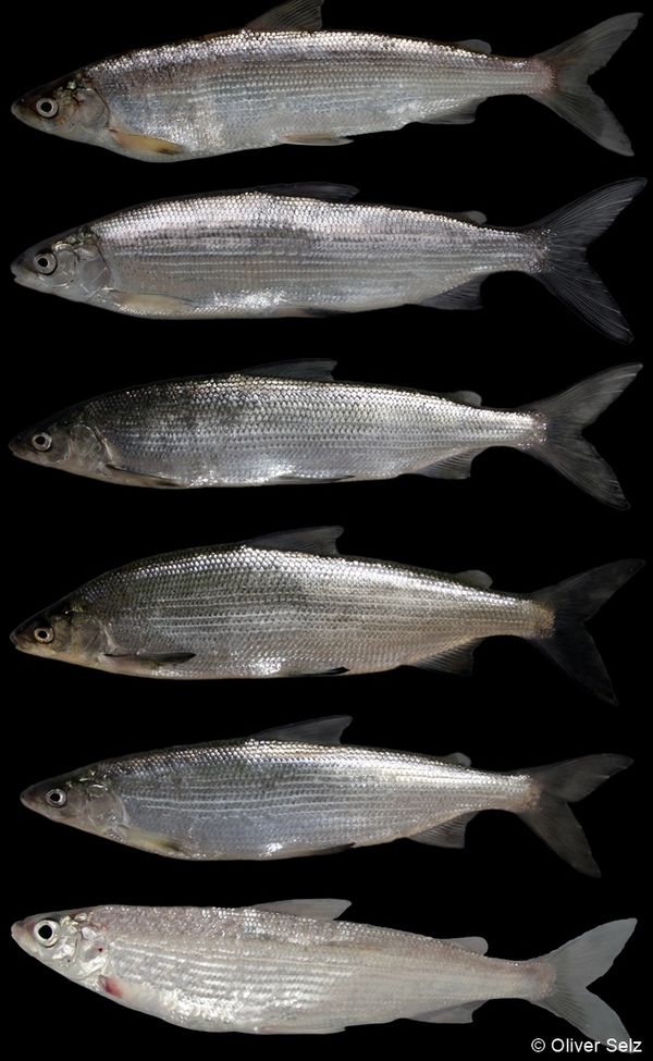 galerie oliver selz.jpg