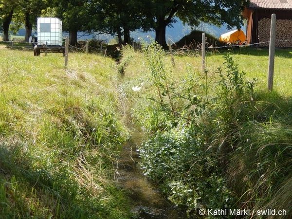 Entwässerungsgraben KathiMärki 96 dpi.jpg