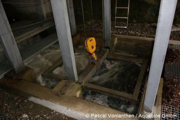 pascal vonlanthen Fischlift 96 dpi.jpg