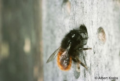 AK 09781 Osmia cornuta AlbertKrebs zg 96 dpi.jpg