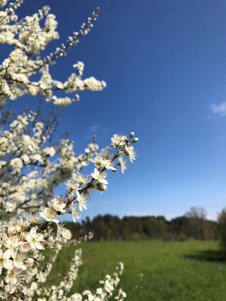 Datei:XJ bluehender Schwarzdorn - Prunus spinosa 02.jpg