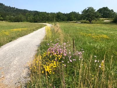 AR Krautsaum Wegrand.JPG