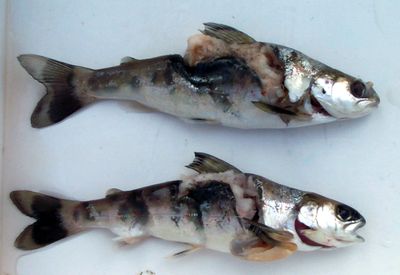 Smolts ausschnitt.jpg