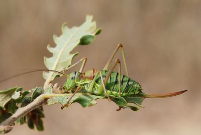 GSM-5012435629 6b68a9c506 b Ephipiger cfr diurnus female.jpg