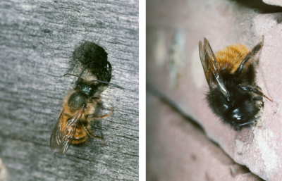 AK Wildbienen Nisthilfen.png