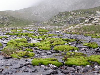 Bryum schleicheri-1 b.jpg