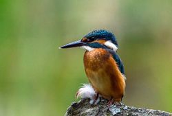 kingfisher-2118784 1280 LubosHouska klein.jpg