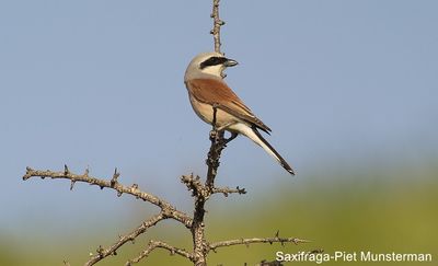 Lanius collurio 8, Grauwe klauwier, Saxifraga-Piet Munsterman 96 dpi.jpg
