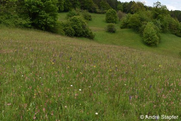 strukturreicher Lebensraum as 96 dpi.JPG