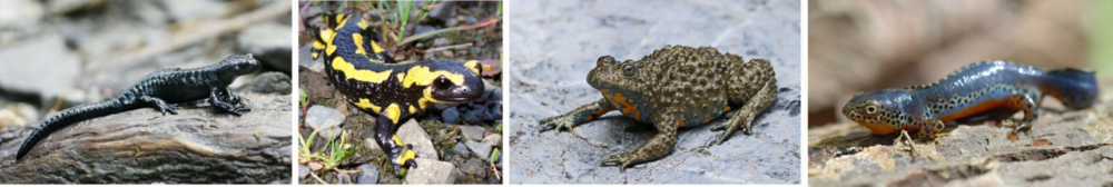 1200px-Amphibien Galerie.png