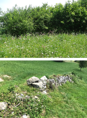 BirdLife AR Tagfalter Trittsteine.png