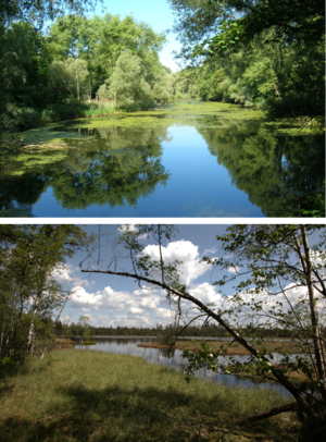 Heuschrecken Gewaesser PZ.png