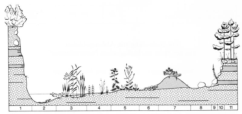 Querschnitt Kiesgrube Krebs Wildermuth.jpg