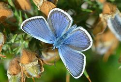 04 Vlad Proklov 34707425720 23b2b9c6d7 z Plebejus argus CC BY-NC 2.0-Flick klein.jpg