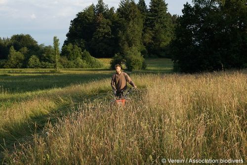 Mahd Spenderfläche 1 96 dpi.JPG