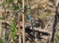 14 Anax imperator mit S.striolatum w aus Tandem in Luft gefangen.14.9.2016.H.Wildermuth.P9141866 96 dpi.jpg