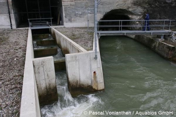 pascal vonlanthen Schlitzbass als Einstieg zum Fischlift 96 dpi.jpg