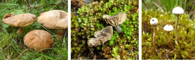 Pilze im Siedlungsgebiet.png