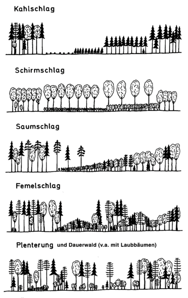 Datei:schlagtypen mayer waldbau.png