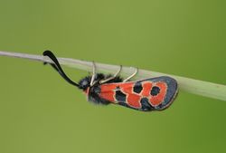 02 AR Zygaena fausta Wildheu-Planggen b klein.jpg