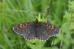 05 AR Melitaea diamina Flachmor.jpg