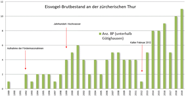 2019 Griesser Grafik Eisvogel Thur.GIF