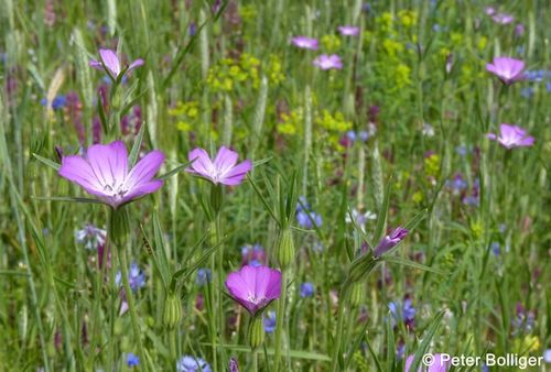 8.2.1.2 Kalkreiche Getreideäcker Caucalidion 100612 55 zg 96 dpi.jpg