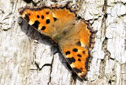 07 AR Nymphalis polychloros Buschgesellschaften klein.jpg