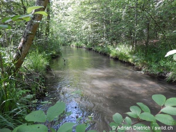 Fliessgewässer AdrianDietrich 96 dpi.jpg