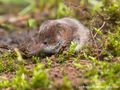 Sorex minutus 4, Dwergspitsmuis, Saxifraga-Rudmer Zwerver.jpg
