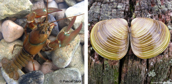 Fichier:Stillgewaesser Galerie22.png