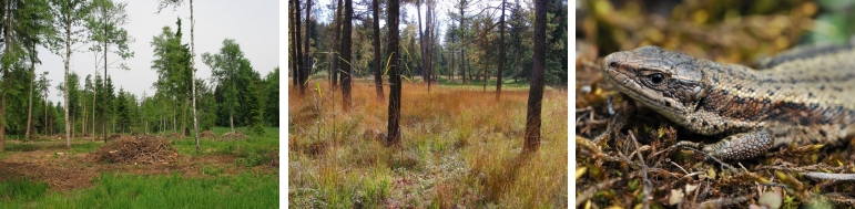 Fichier:Galerie 4.jpg