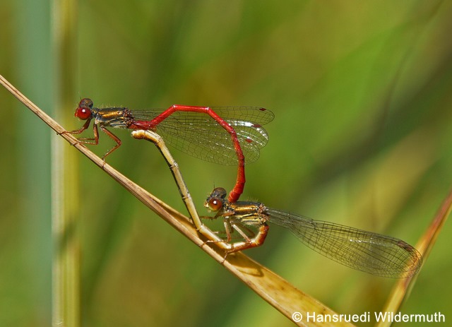 Fichier:C.tenellum H.Wildermuth 96 dpi.jpeg