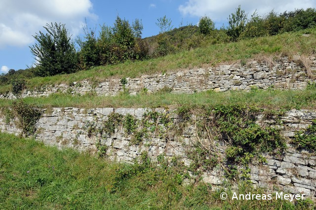 Fichier:COAU Habitat Dirk 002 96 dpi.jpg