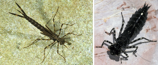 galerie3 larven hw 96 dpi.png