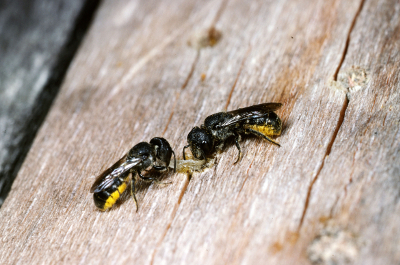 Fichier:AK 10124-Heriades truncorum 400px.jpg